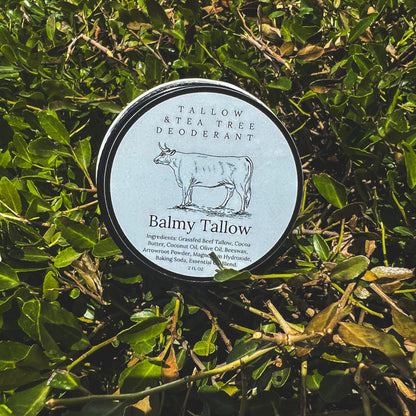 Balmy Tallow's Tallow and Tea Tree deodorant container on a green leafy background