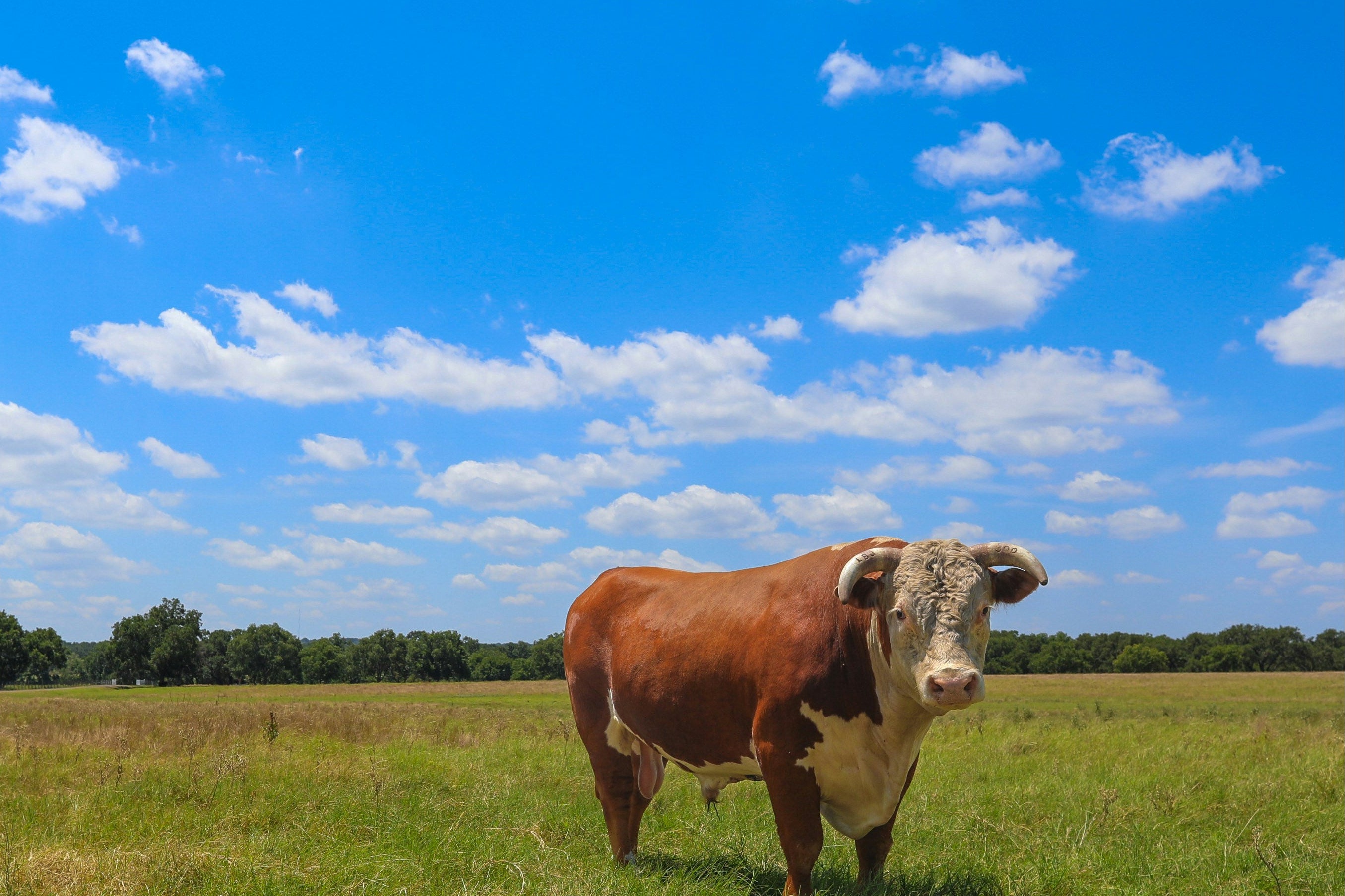 A brown and white cow standing on a field of grass in Texas under a bright blue sky with scattered white clouds.